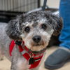 adoptable Dog in mundelein, IL named Tobey Maguire