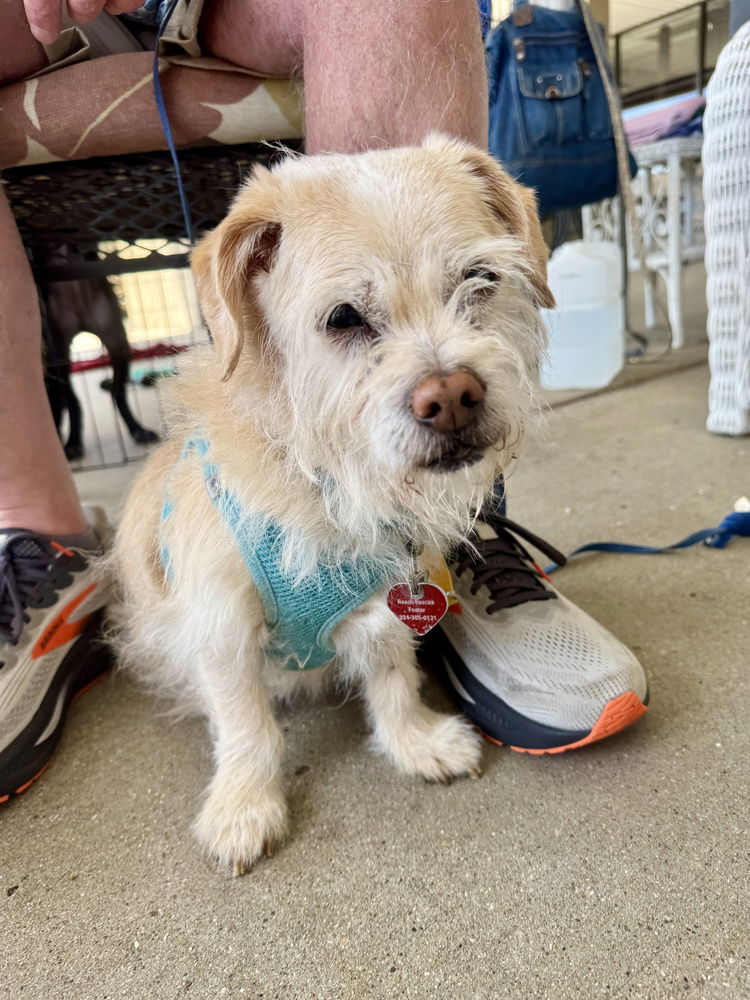 adoptable Dog in Mundelein, IL named Arthur