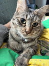 adoptable Cat in  named Rainbow Road