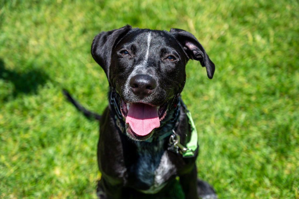adoptable Dog in Mundelein, IL named Banjo