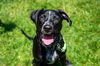 adoptable Dog in  named Banjo