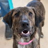 adoptable Dog in  named Mama Bahama