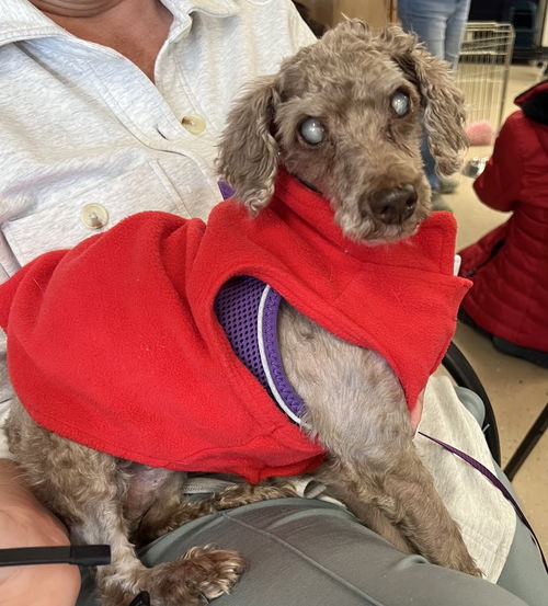 picture of the dog needing adoption