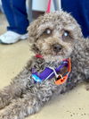 adoptable Dog in  named Sam