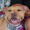 adoptable Dog in  named Sienna