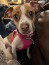 adoptable Dog in  named Glowy