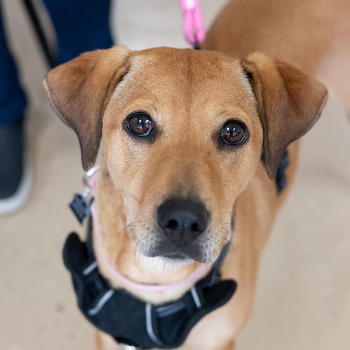 picture of the dog needing adoption