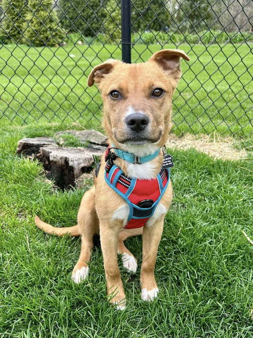 picture of the dog needing adoption