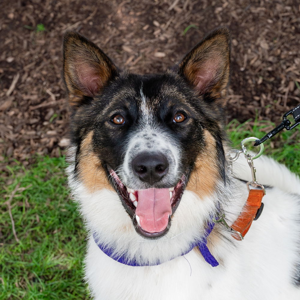 adoptable Dog in Mundelein, IL named Wrigley