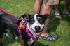 adoptable Dog in  named Midge