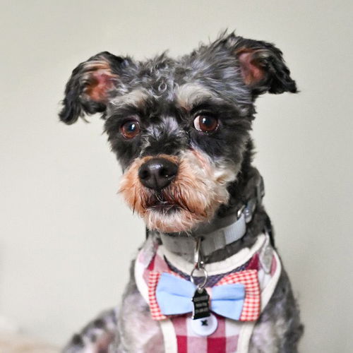 picture of the dog needing adoption