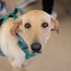 adoptable Dog in mundelein, IL named Tawny