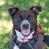 adoptable Dog in  named Dewey