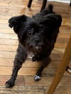 adoptable Dog in  named Coco Latte