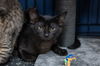 adoptable Cat in mundelein, IL named Peaks