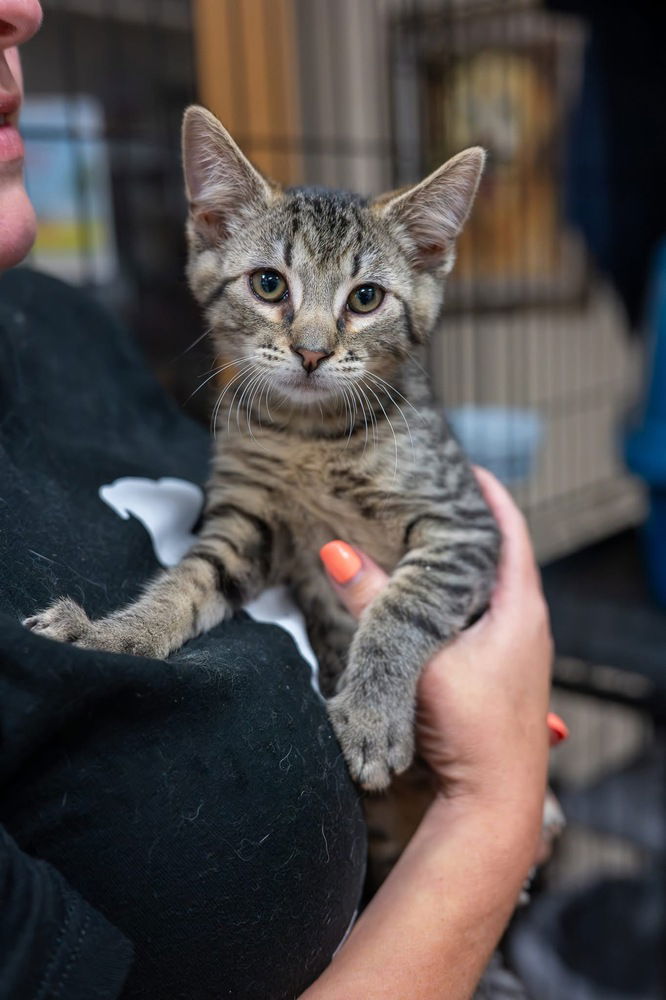 adoptable Cat in Mundelein, IL named Summit