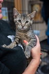 adoptable Cat in mundelein, IL named Summit