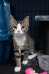 adoptable Cat in mundelein, IL named Crevasse