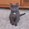 adoptable Cat in mundelein, IL named Sherpa
