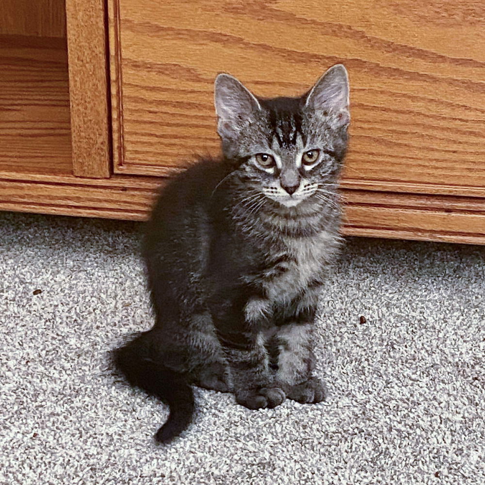 adoptable Cat in Mundelein, IL named Pinnacle