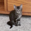 adoptable Cat in mundelein, IL named Pinnacle