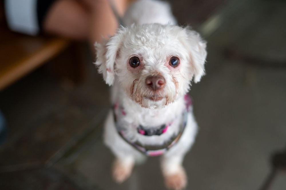 adoptable Dog in Mundelein, IL named Bo Peep