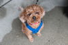 adoptable Dog in , IL named Copper