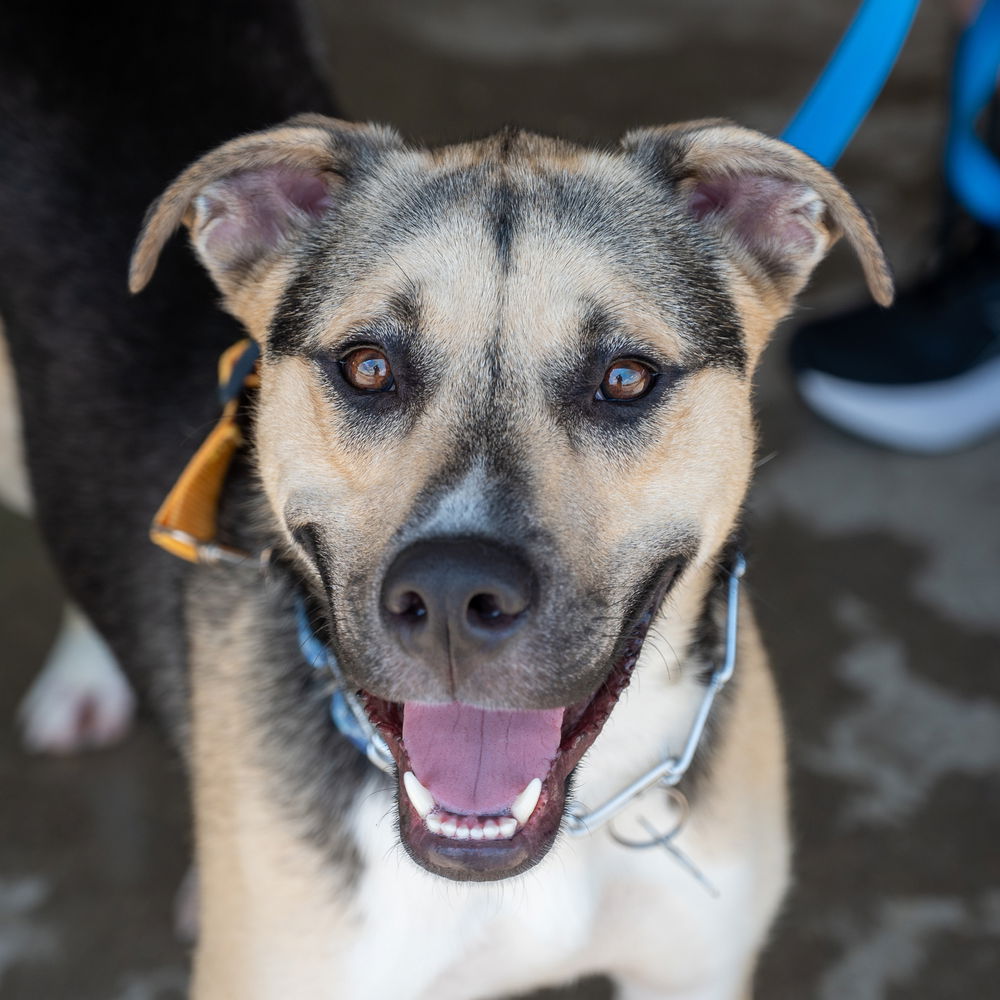 adoptable Dog in Mundelein, IL named Samson