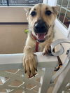 adoptable Dog in , IL named Vespa