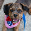 adoptable Dog in  named Brownie