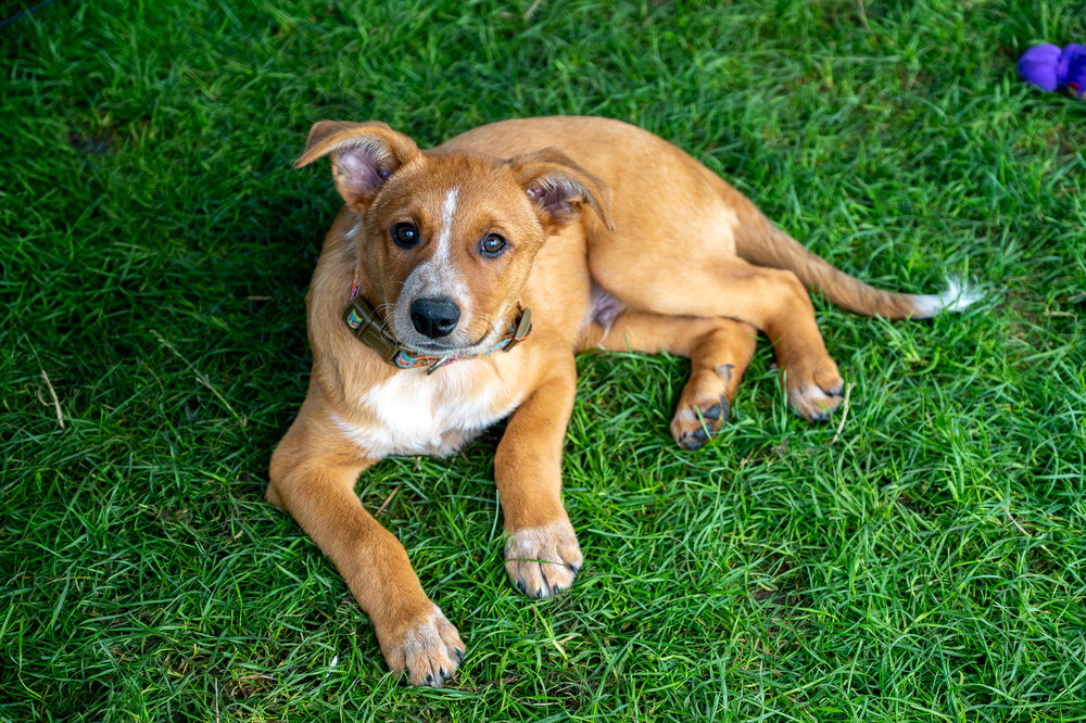 adoptable Dog in Mundelein, IL named New Mexico