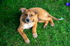adoptable Dog in , IL named New Mexico