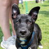 adoptable Dog in  named New York
