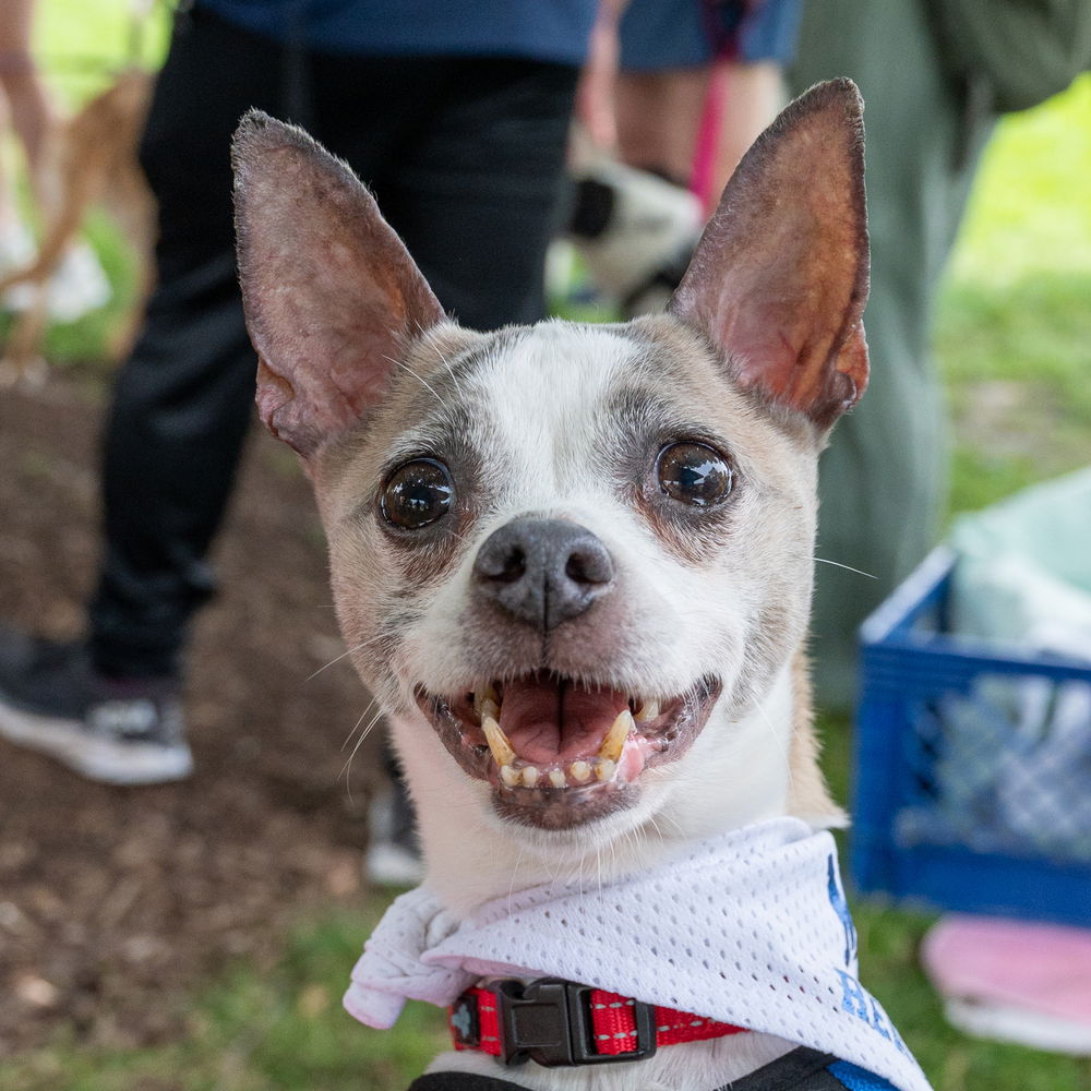adoptable Dog in Mundelein, IL named Briley
