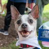 adoptable Dog in  named Briley