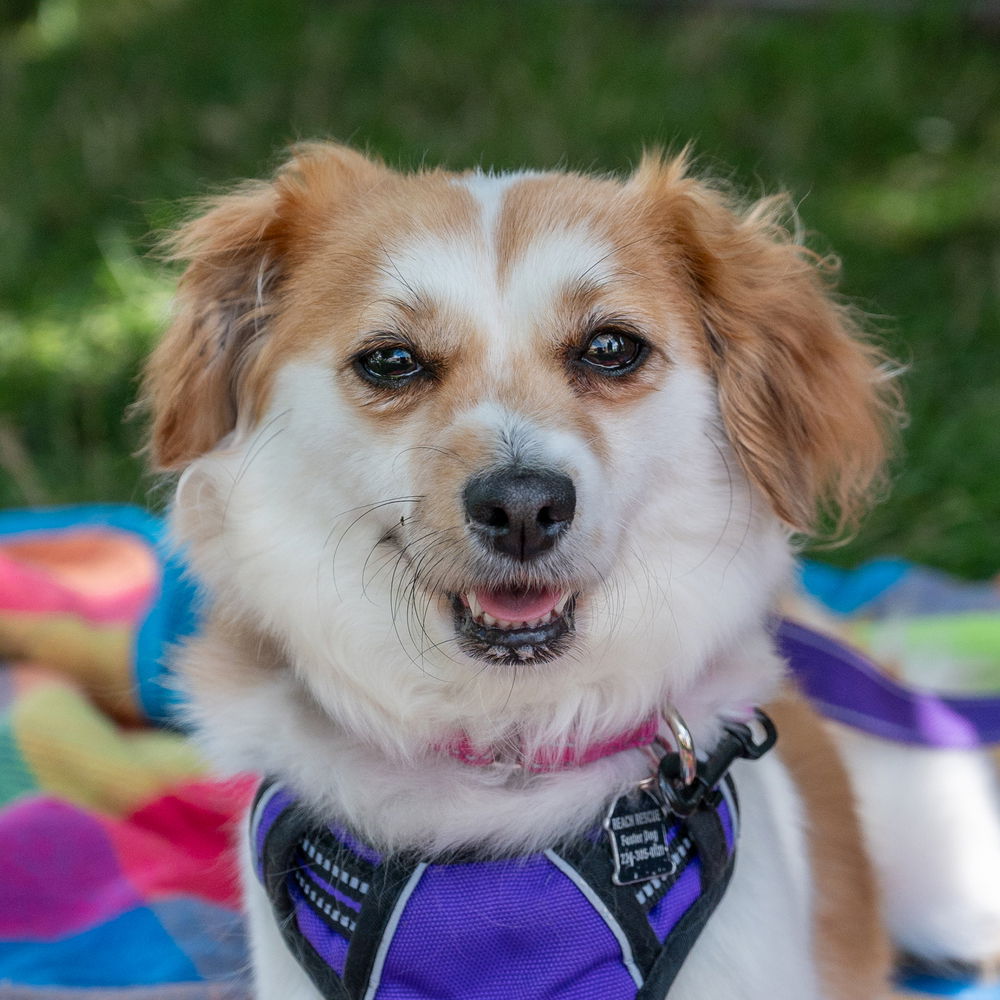 adoptable Dog in Mundelein, IL named Pizelle
