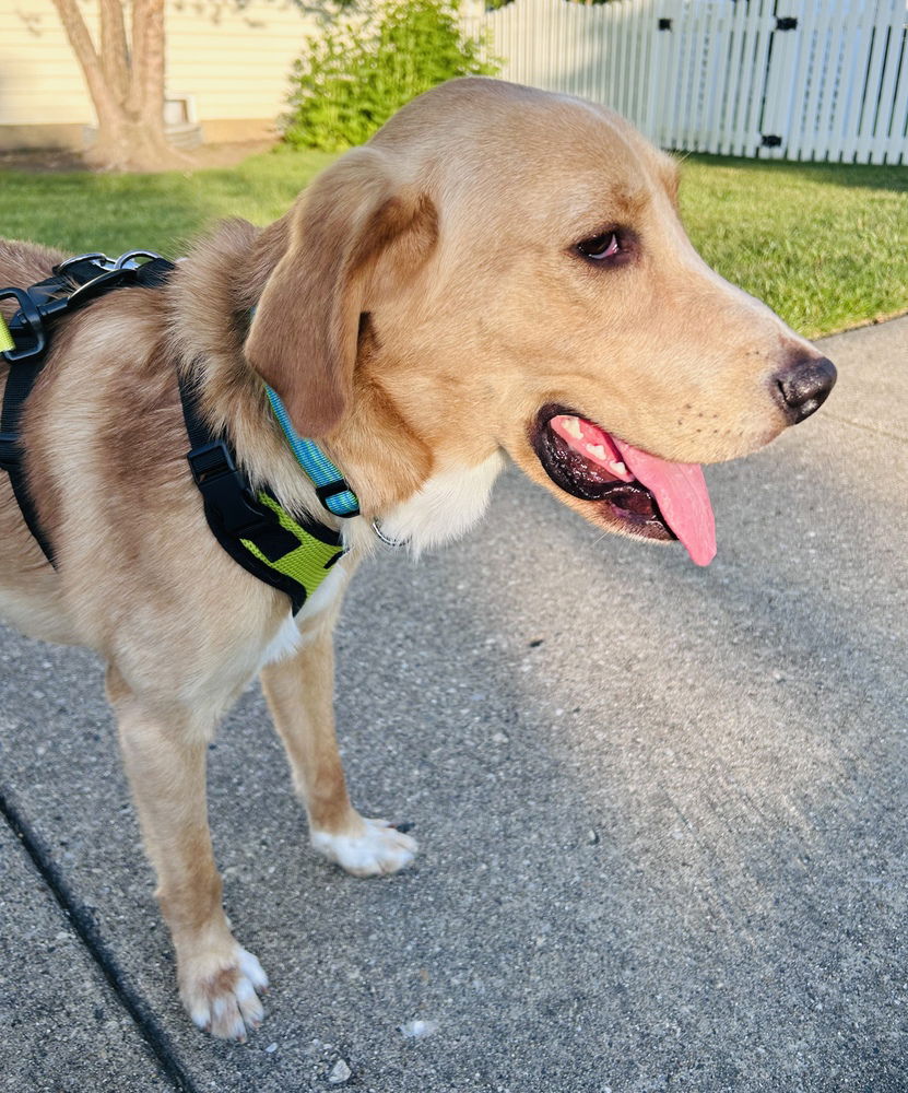 adoptable Dog in Mundelein, IL named Nugget
