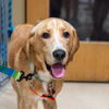 adoptable Dog in  named Nugget