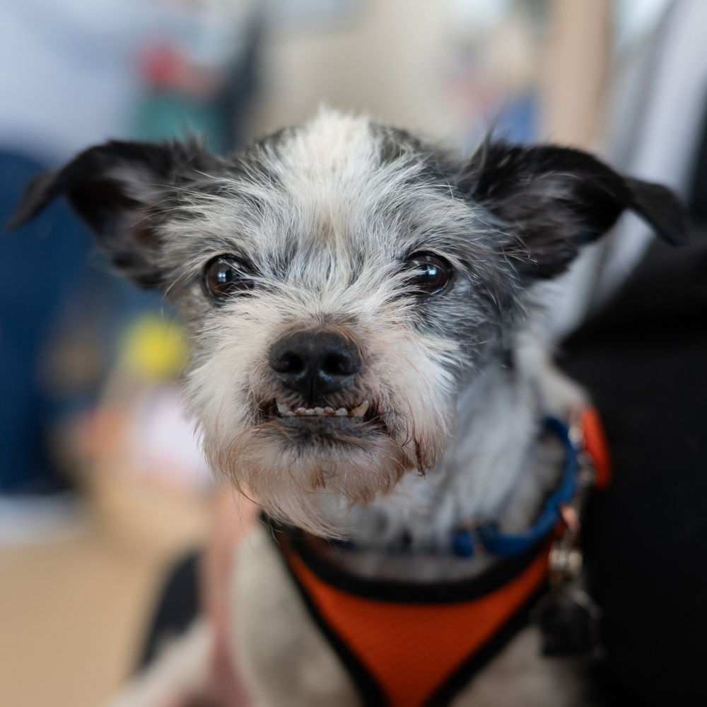 adoptable Dog in Mundelein, IL named Duke