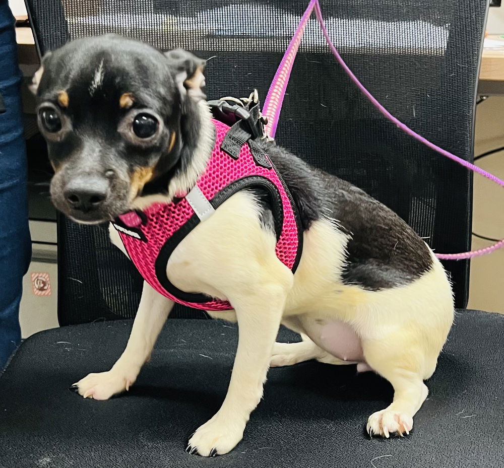 adoptable Dog in Mundelein, IL named Namora