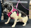 adoptable Dog in  named Namora