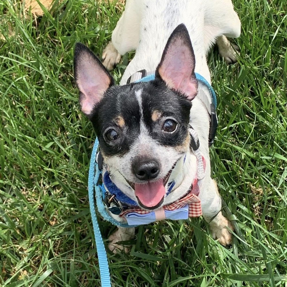 adoptable Dog in Mundelein, IL named Zuri