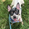 adoptable Dog in  named Zuri
