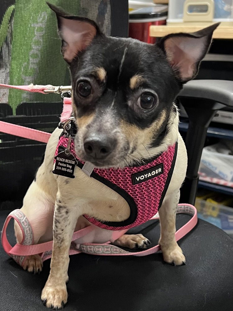 adoptable Dog in Mundelein, IL named Ramonda
