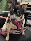 adoptable Dog in  named Ramonda