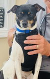 adoptable Dog in  named Wakanda