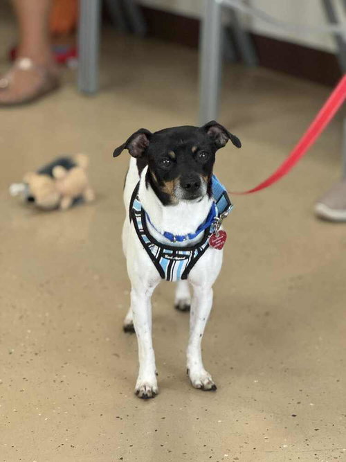 WAKANDA - Rat Terrier / Chihuahua available for adoption