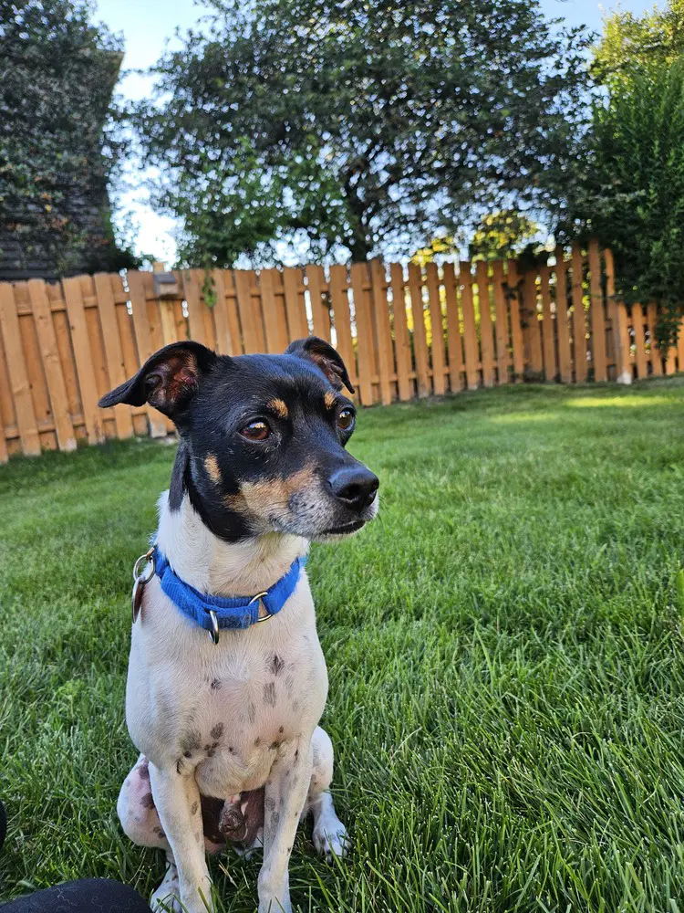 Wakanda - Rat Terrier