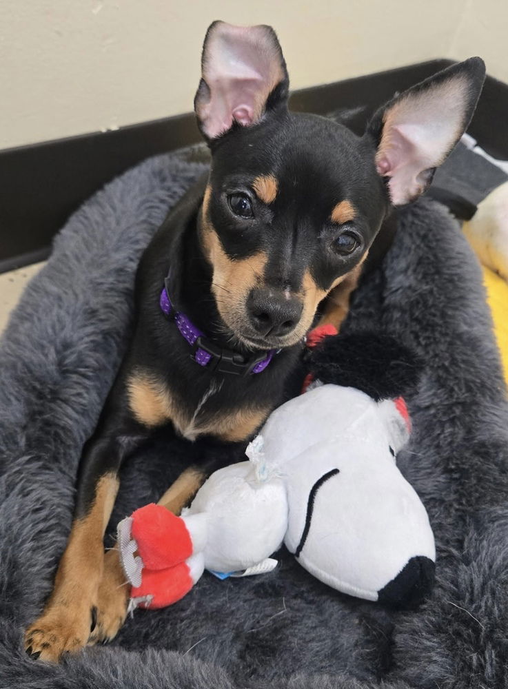 adoptable Dog in Mundelein, IL named Shuri