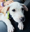 adoptable Dog in  named Rosalita